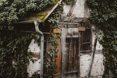 Ivy growing on abandoned building