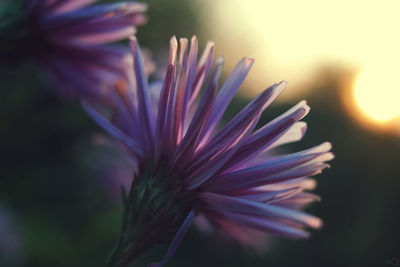 Close-up of purple flower