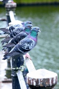 Close-up of bird perching on water