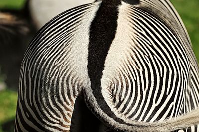 Close-up of zebra