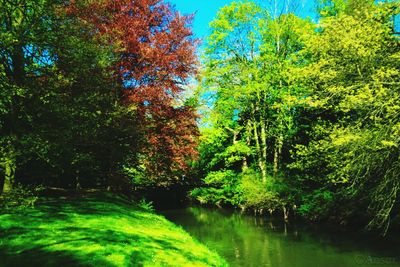 Trees in forest during autumn