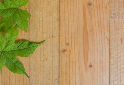 Close-up of leaves on wooden plank