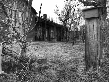 Trees in a house