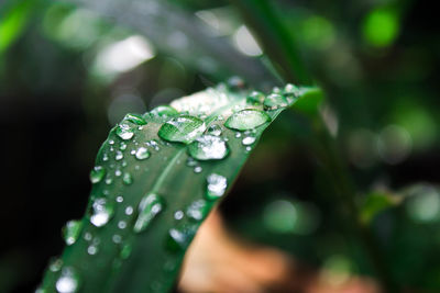 Close-up of raindrops on leaves