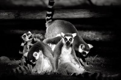 Lemurs seen through fence