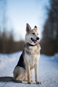 Dog looking away on snow covered land