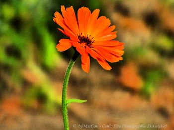 Close-up of orange flower