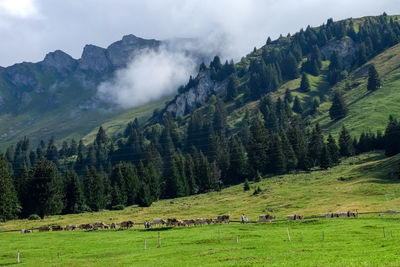 Scenic view of mountains