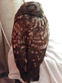 Close-up of owl perching on bed