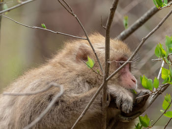 Close-up of monkey on tree branch in zoo