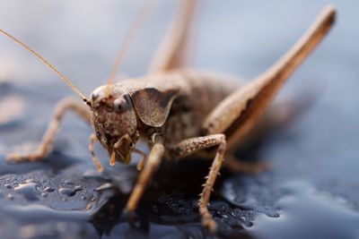 Close-up of grasshopper on wet surface