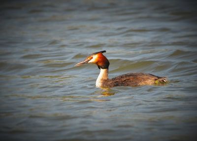 Close-up of duck swimming in lake