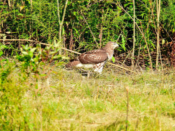 Bird in a field