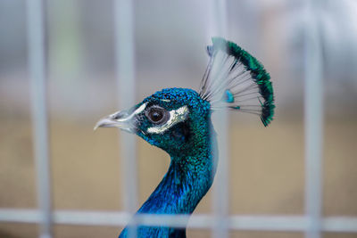 Close-up of a bird looking away peacock