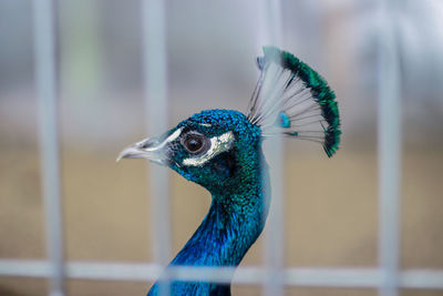 Close-up of a bird looking away