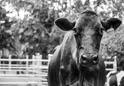 Close-up portrait of horse