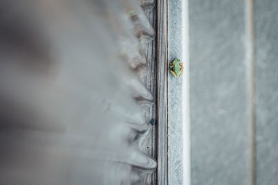 Close-up of small frog on wall