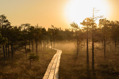 Panoramic shot of trees on landscape against sky during sunset