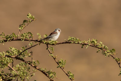 Bird perching on twig