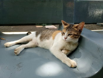 High angle view of cat sitting