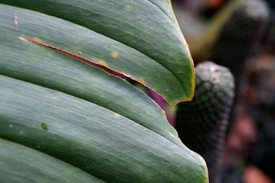 Close-up of fresh green leaf