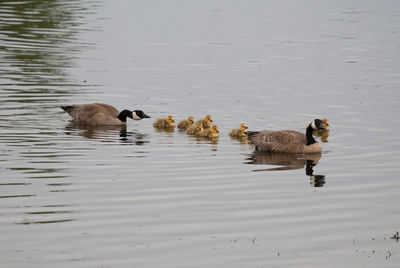Ducks swimming in lake