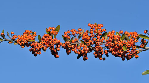 Low angle view of flowering plant against clear blue sky