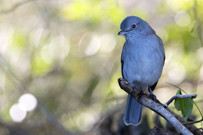Close-up of bird perching on branch