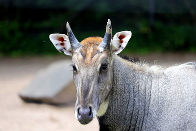 Close-up of deer on field