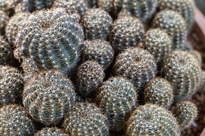 Full frame shot of succulent plant