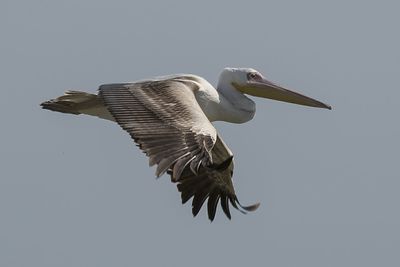 Bird flying against clear sky