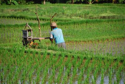 Man working in rice field