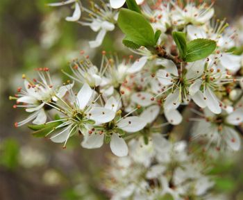 Close-up of white cherry blossom tree