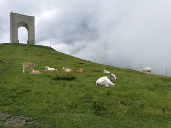 Sheep on landscape against sky