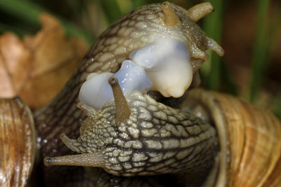 Close-up of snail