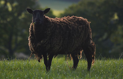 Sheep on grassy field