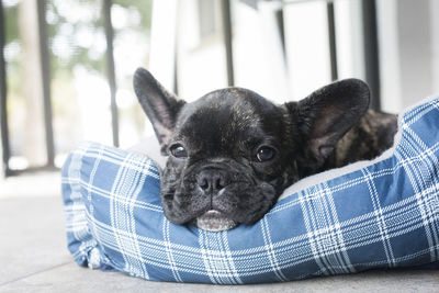 Close-up portrait of puppy
