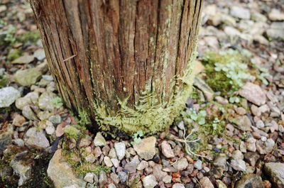 Close-up of tree stump in forest