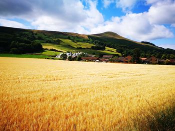 Scenic view of agricultural field against sky