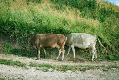 Cow standing on field