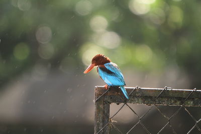 Close-up of bird perching on a branch