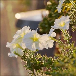 Close-up of white flowers