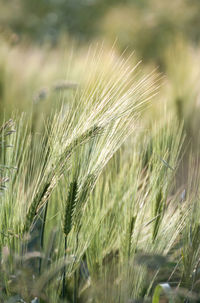 Close-up of wheat growing on field