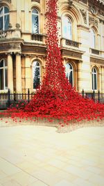 Red flowers in front of building