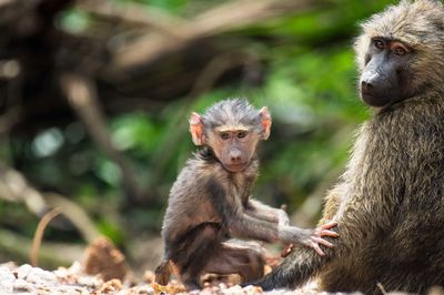 Monkeys sitting on field