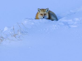animal