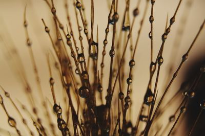 Close-up of plants