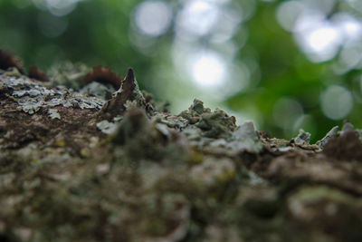 Close-up of moss growing on tree trunk