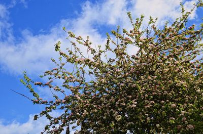 Low angle view of fresh flower tree against sky