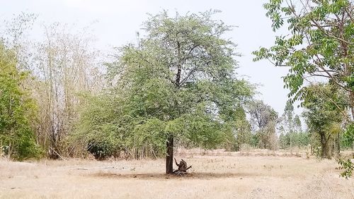 Trees on field against clear sky